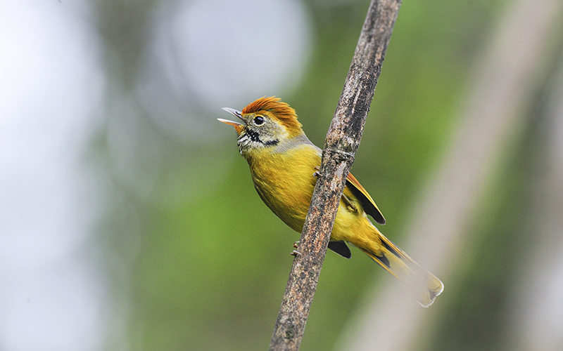 Bar-throated Minla (Chrysominla strigula) at Mu Cang Chai Birding Trails - Northern Vietnam. Photo by: Bui Duc Tien - Vietnam Bird Photography Tours - Vietbirdphototours.com